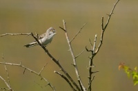 Penice vlasska - Sylvia nisoria - Barred Warbler 5471